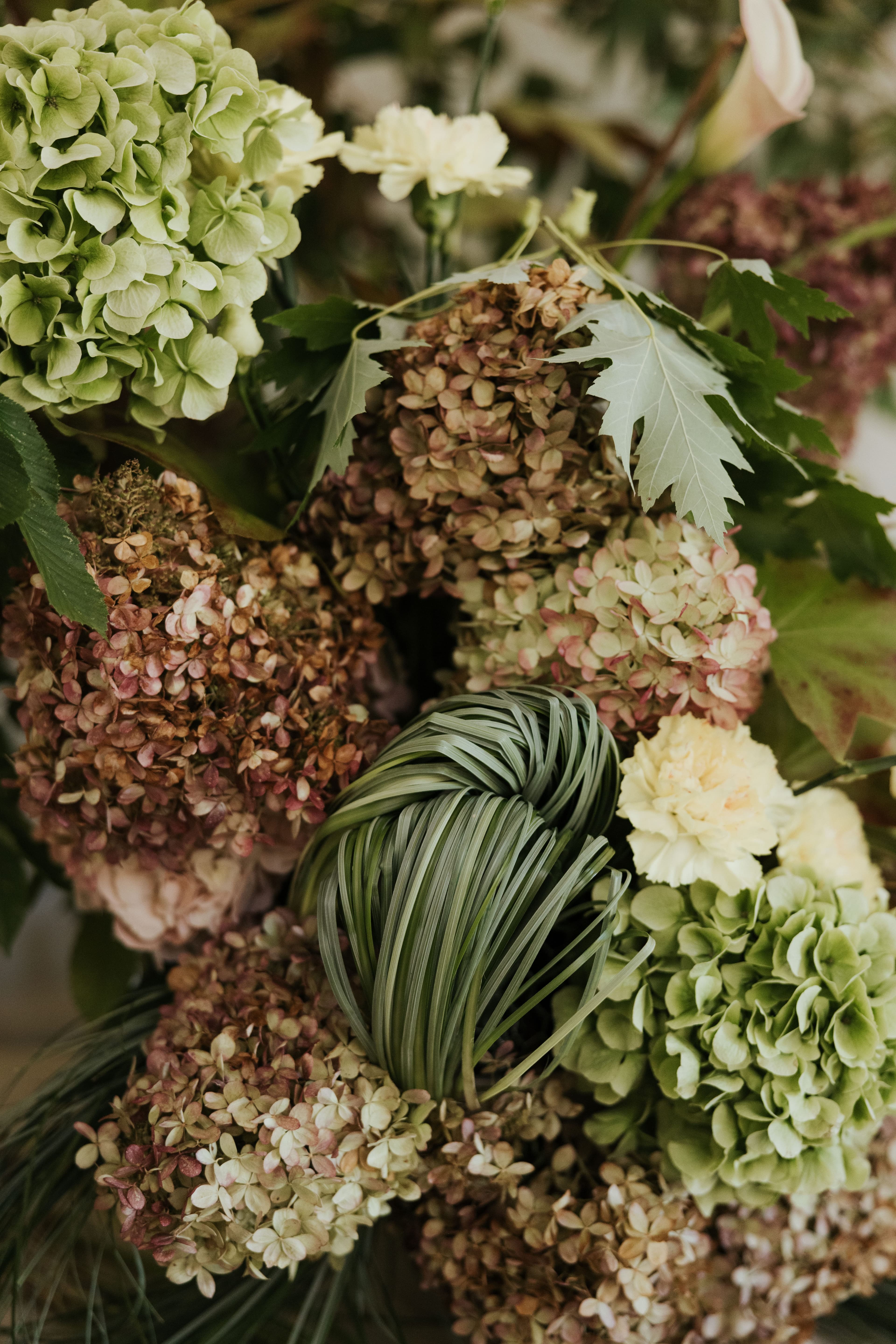 Garden hydrangeas